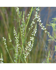 Mélilot jaune (plante sauvage)