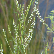 Mélilot blanc (plante sauvage)