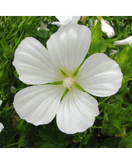 Mélilot blanc (plante sauvage)