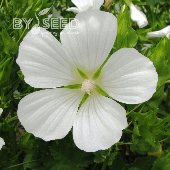 Malope trifida Alba