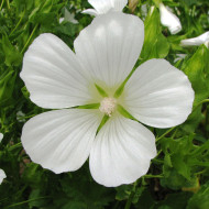 Malope trifida Alba