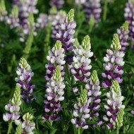 Lupin annuel de Hartweg Avalune Lilac