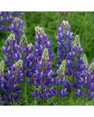Lupin annuel de Hartweg Avalune Lilac