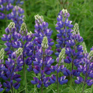 Lupin annuel de Hartweg Avalune Blue