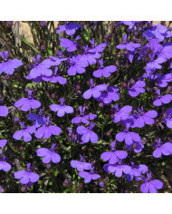 Linaria du Maroc Rhythm & Blues - Linaria maroccana