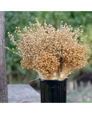 Lin annuel Rubrum