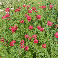 Lin annuel Rubrum