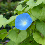 Ipomée grimpante Heavenly Blue