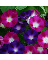 Ipomée grimpante Heavenly Blue
