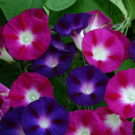Ipomée grimpante Bohemian Shades