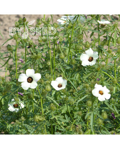 Hibiscus trionum
