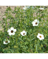 Tournesol haut double Astra Rose