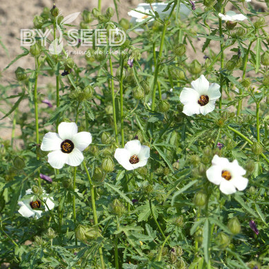 Hibiscus trionum