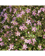 Gypsophile elegans Kermesina (annuel)