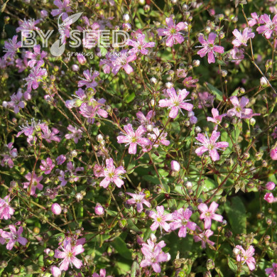 Gypsophile elegans Rosea (annuel)
