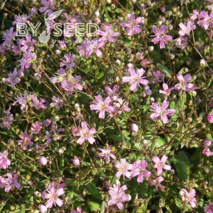 Gypsophile elegans Rosea (annuel)