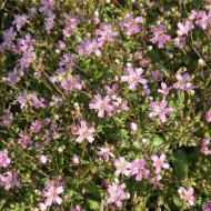 Gypsophile elegans Rosea (annuel)