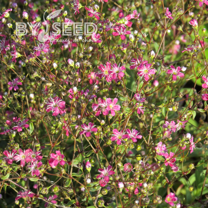 Gypsophile elegans Kermesina (annuel)