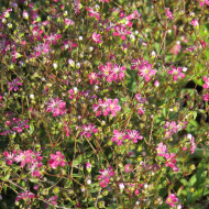 Gypsophile elegans Kermesina (annuel)