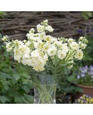 Malope trifida Alba