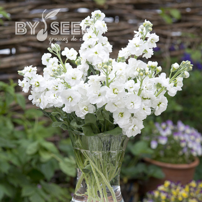Giroflée quarantaine Anytime White