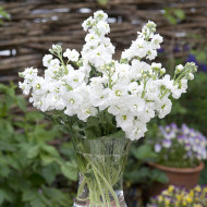 Giroflée quarantaine Anytime White