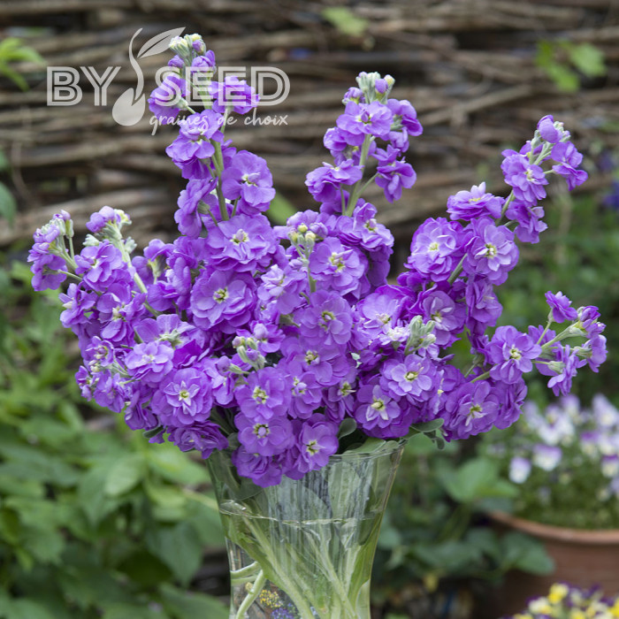 Giroflée quarantaine Anytime Lavender