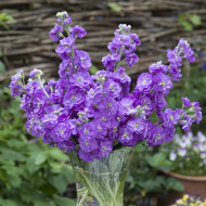 Giroflée quarantaine Anytime Lavender
