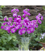 Giroflée quarantaine Anytime Lavender