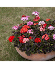 Géranium (Pelargonium) Landscaper Red F1 (Moulin Rouge)