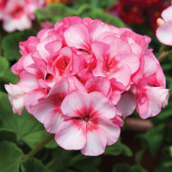 Géranium (Pelargonium) Horizon  New Star