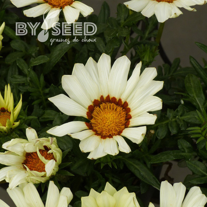 Gazania Zany F1 White (graines pelliculées)