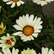 Gazania Zany F1 White (graines pelliculées)