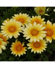 Gazania Zany F1 White (graines pelliculées)