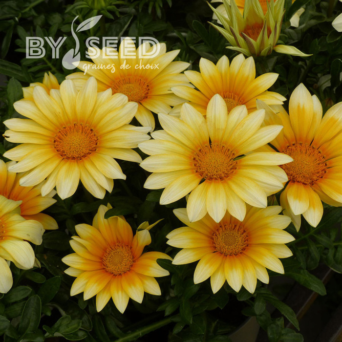 Gazania Zany F1 Sunny Side Up (graines pelliculées)