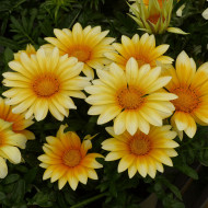 Gazania Zany F1 Sunny Side Up (graines pelliculées)