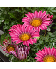 Gazania Zany F1 Sunny Side Up (graines pelliculées)