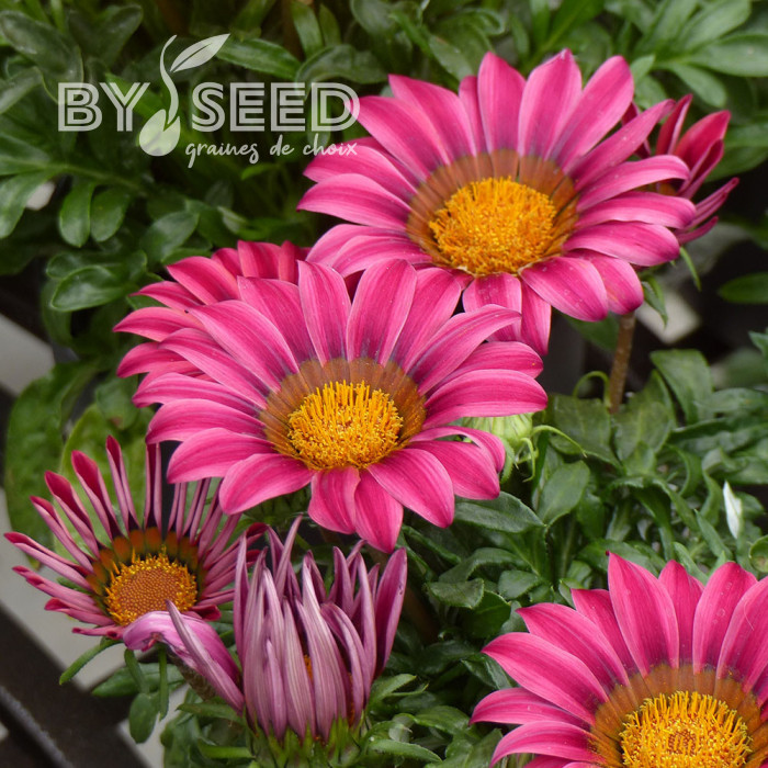 Gazania Zany F1 Pink (graines pelliculées)