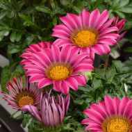 Gazania Zany F1 Pink (graines pelliculées)