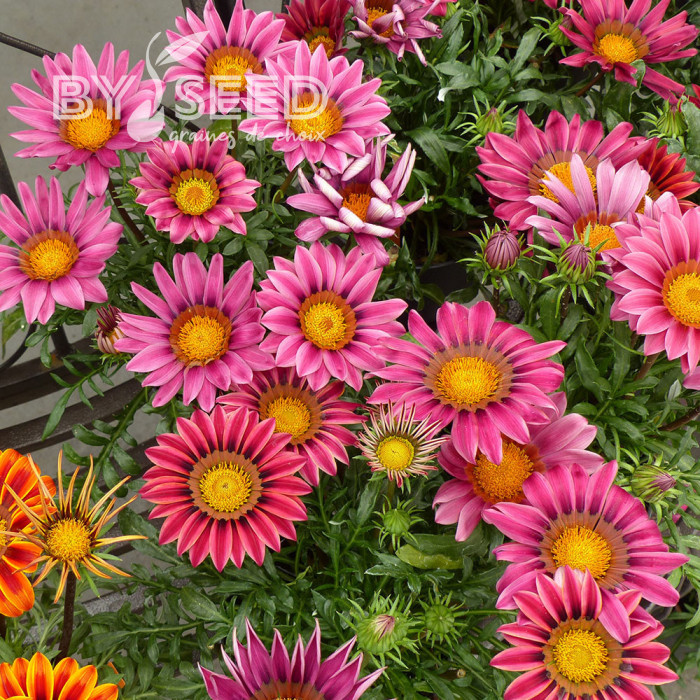 Gazania Zany F1 Pink (graines pelliculées)