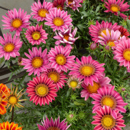 Gazania Zany F1 Pink (graines pelliculées)