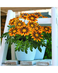 Gazania Zany F1 Orange (graines pelliculées)