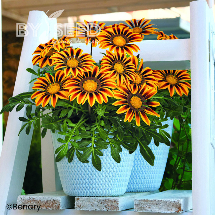 Gazania Zany F1 Orange Flame (graines pelliculées)
