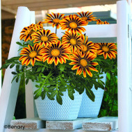 Gazania Zany F1 Orange Flame (graines pelliculées)