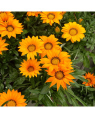 Gazania Zany F1 Mixture (graines pelliculées)