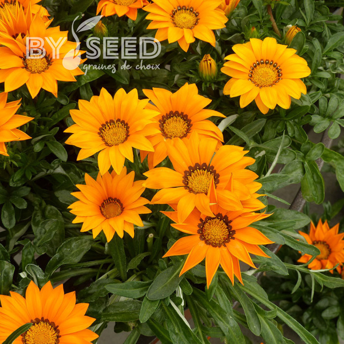 Gazania Zany F1 Orange (graines pelliculées)