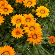 Gazania Zany F1 Orange (graines pelliculées)