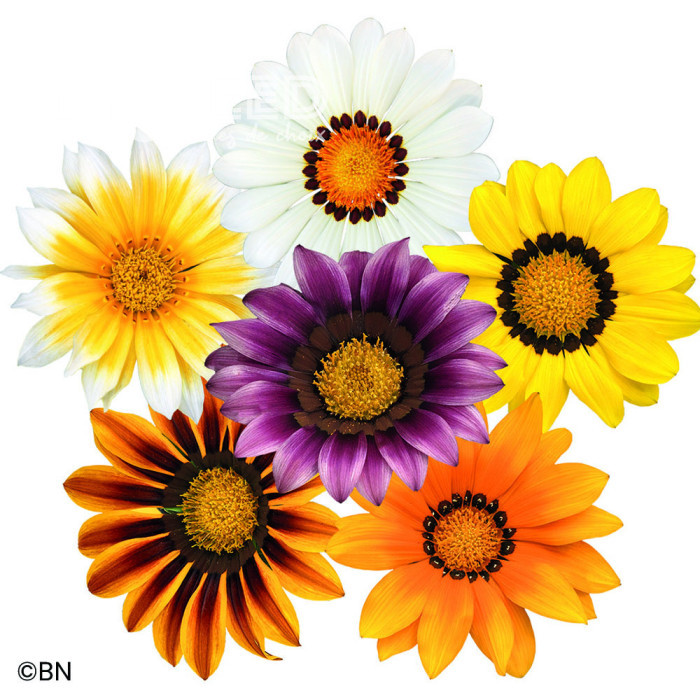 Gazania Zany F1 Mixture (graines pelliculées)