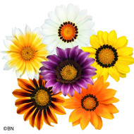 Gazania Zany F1 Mixture (graines pelliculées)