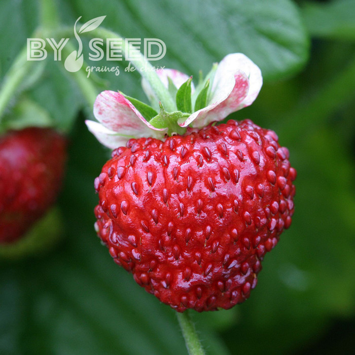 Fraisier des bois Mignonette